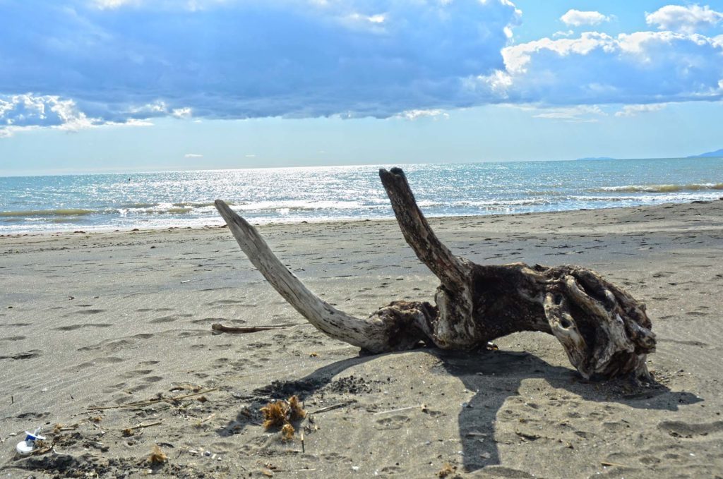 Un tronco sulla spiaggia libera di Tarquinia